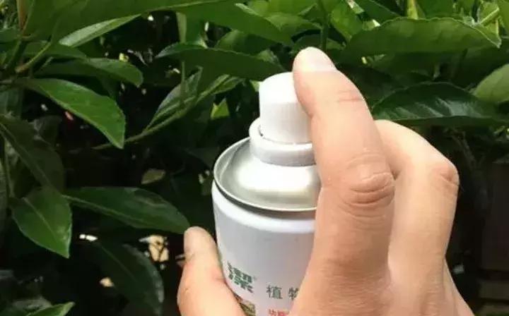 警惕这些诈骗新花招,这几种花有危险