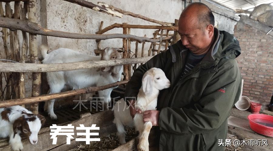 养羊技术培训教程视频,传授养殖牛羊技术