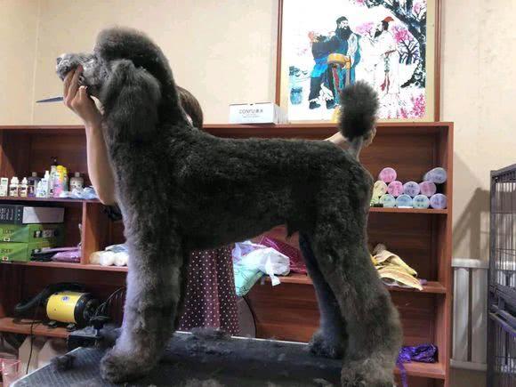 巨型贵宾犬为什么不建议养,巨型贵宾犬怎么养比较好科普一点