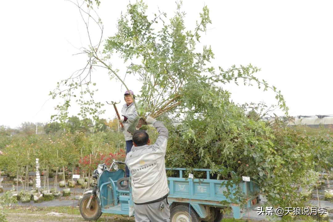 天狼自育的哪两款月季在世界出名,天狼自育月季优缺点