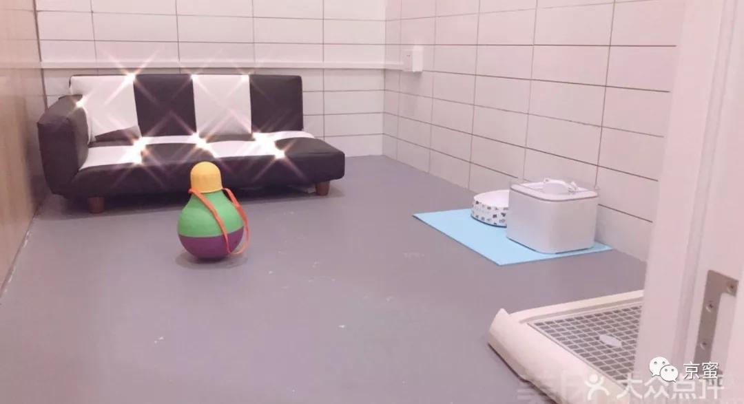 出租屋饲养宠物,出租屋为什么不能养宠物