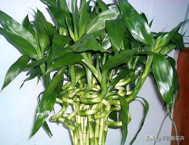 养富贵竹好黄怎么办,养富贵竹有什么禁忌吗