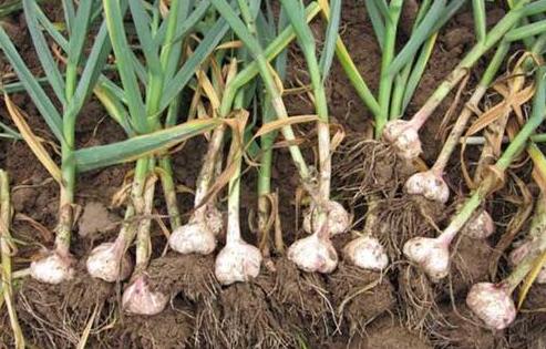 养鸡给鸡吃什么预防药,养鸡喂什么药可以预防病毒