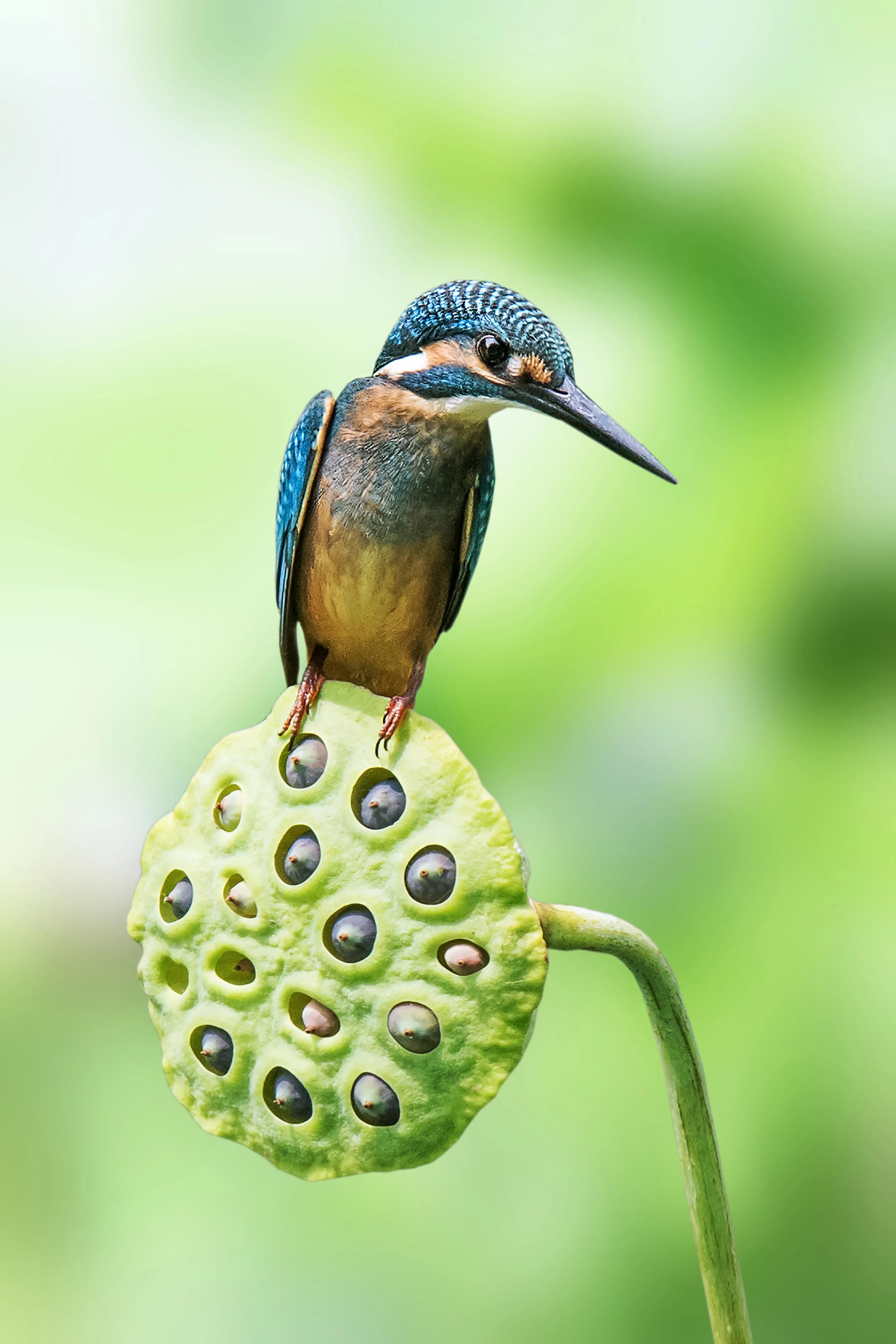 「关于“打鸟”」器材选择、机镜操控、拍摄习惯、注意事项等浅析