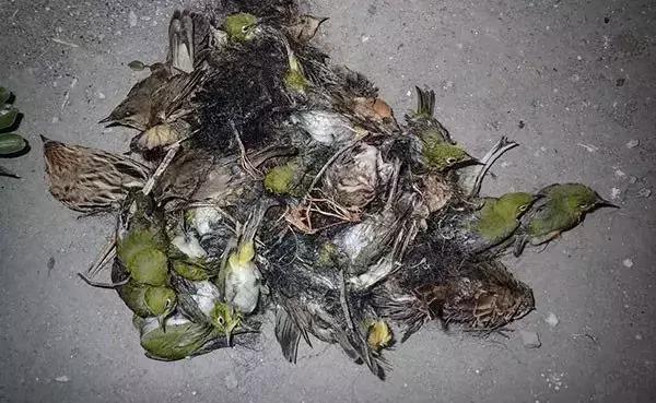 从禾花雀到云雀，又一种鸟快被中国人吃绝种了！