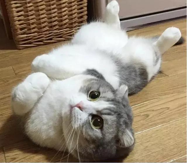 为什么养猫的人越养越多,养猫人越早知道对猫咪越好的事情