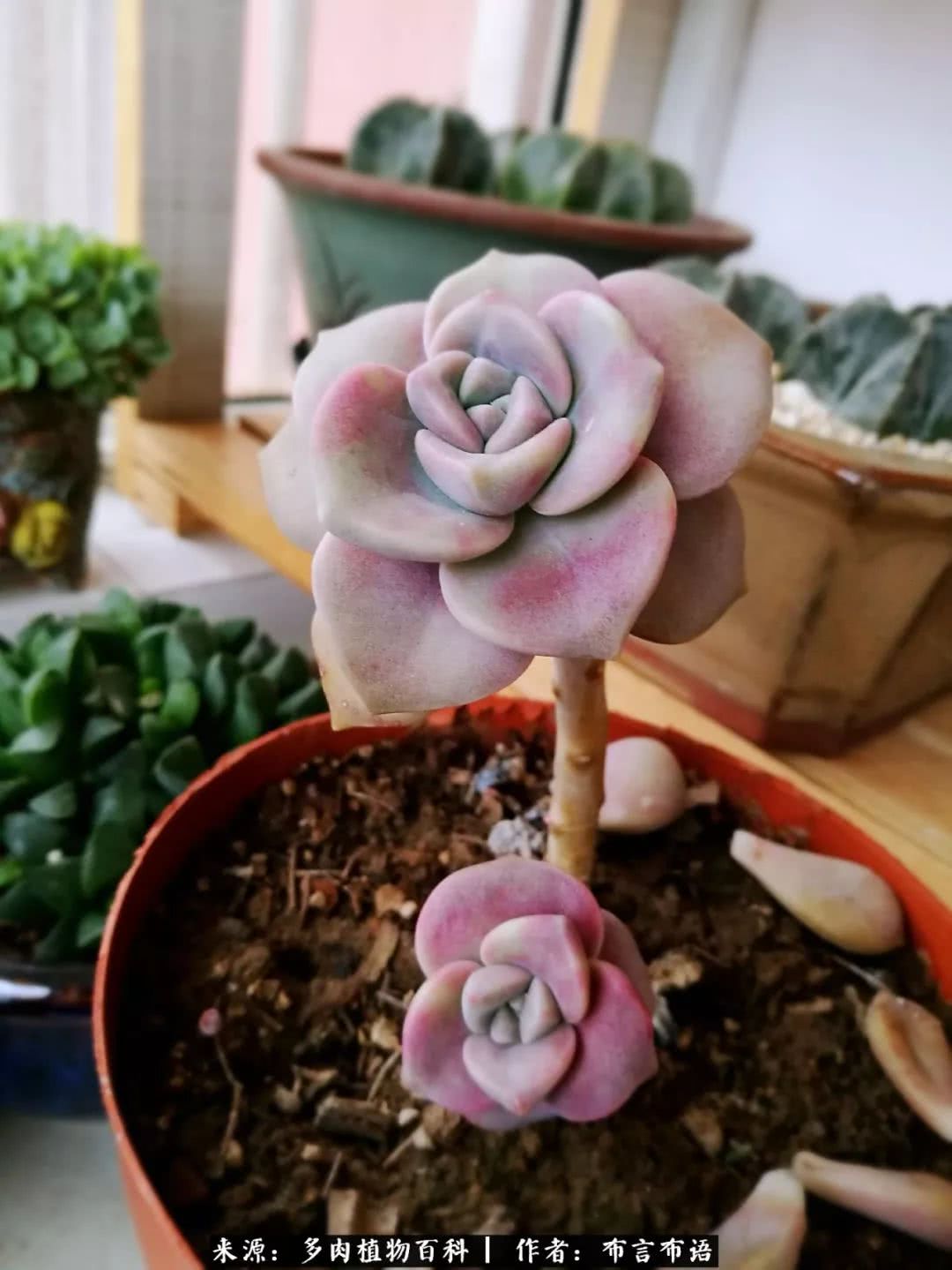 从多肉上感悟人生,多肉的真实生活感悟