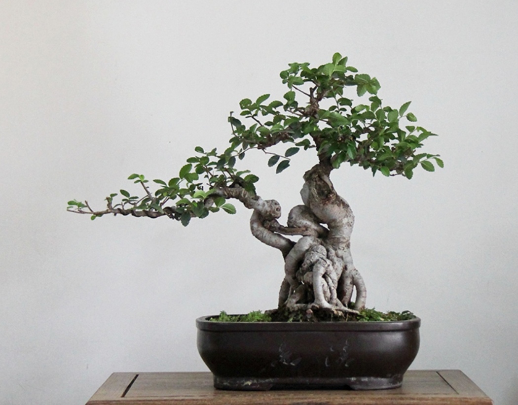 适合家庭养殖的盆景树,荆树疙瘩盆景如何造型