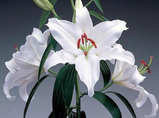 百合花长好高了烂根怎么处理,百合花烂根了茎杆怎么处理