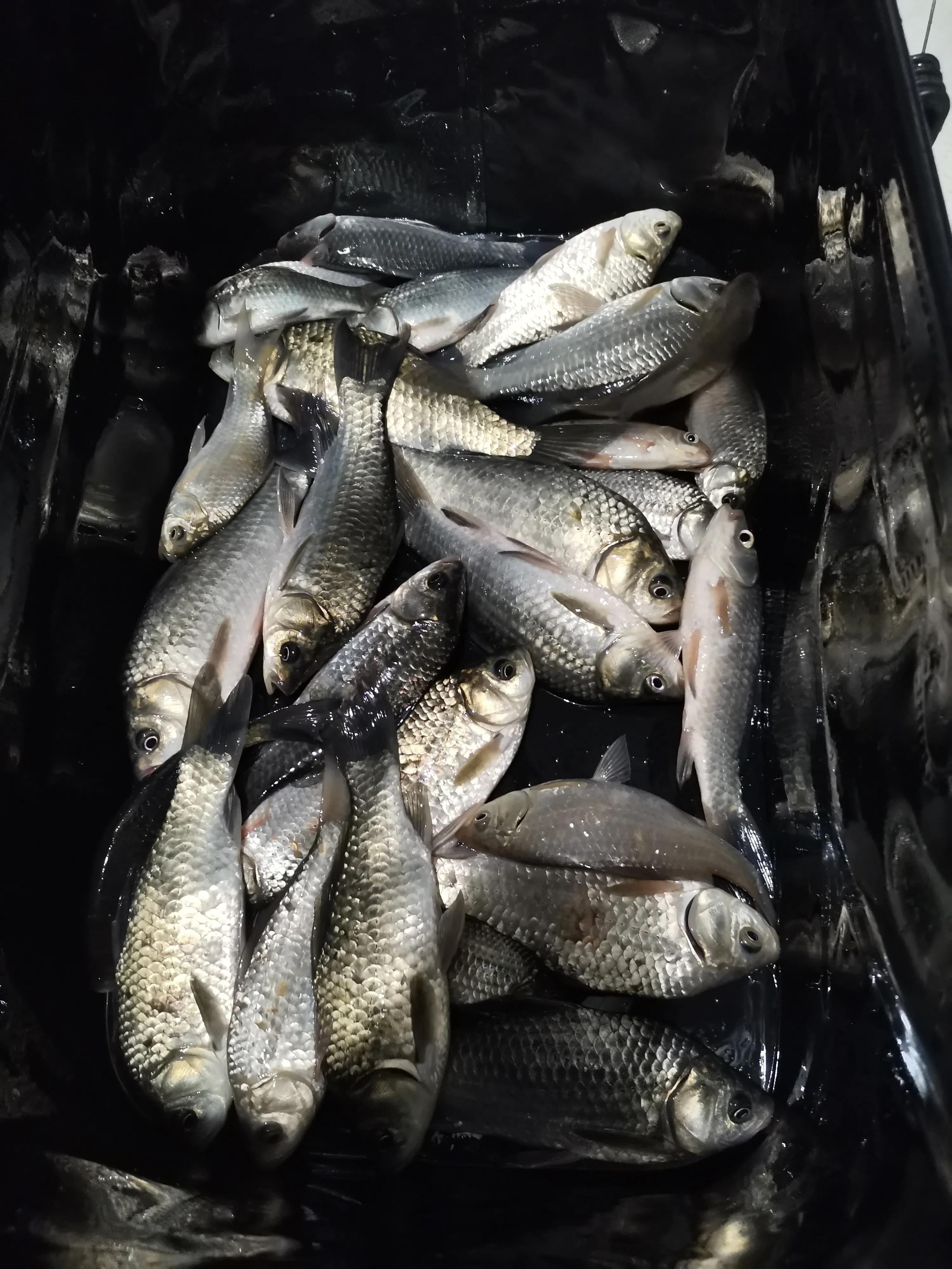 从20块钱的鱼竿开始入坑,购买鱼竿的十大坑