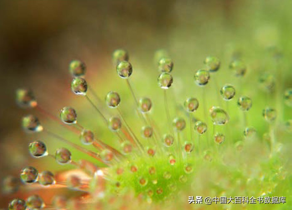 没有大脑和眼睛的捕蝇草怎么知道该什么时候关闭它的夹子