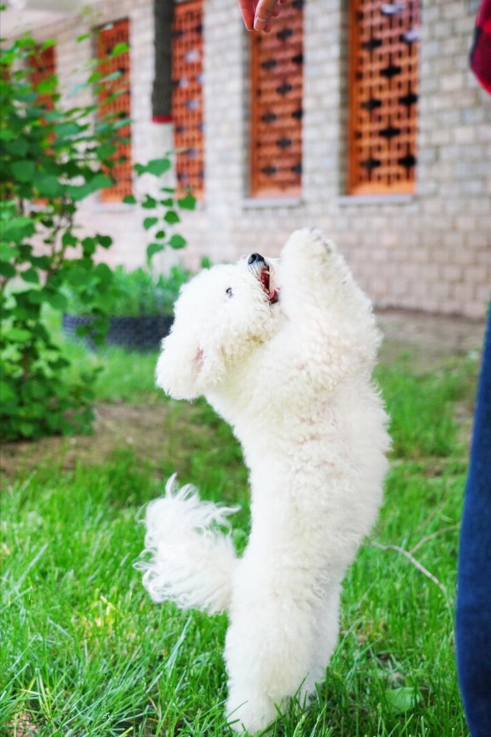 比熊犬多少斤算是标准体重,比熊犬的标准体重是多少