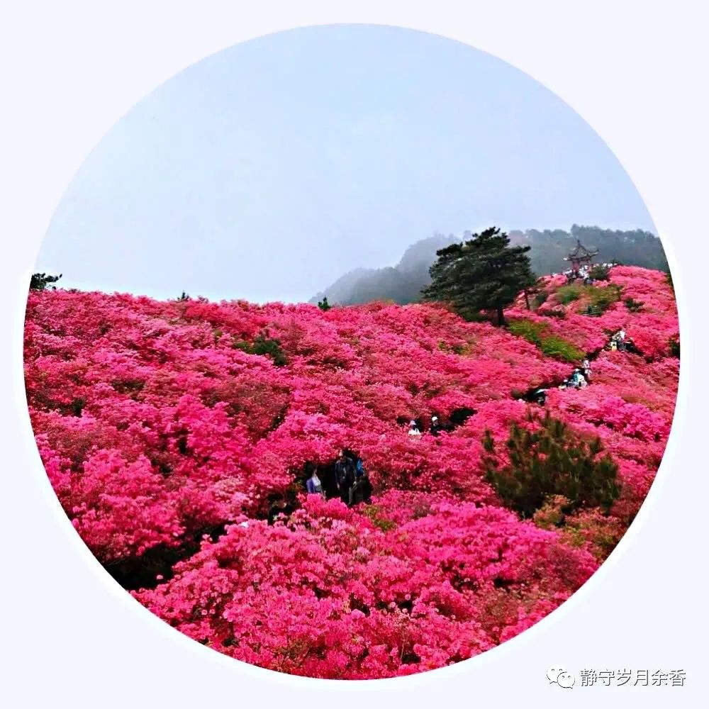 情满龟峰·诗涌花海