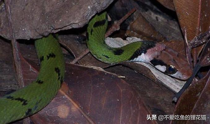 带你认识我国分布的劲槽蛇属蛇类，虎斑颈槽蛇遍布祖国大江南北