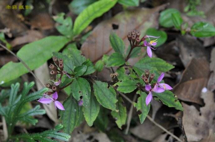 喉痧中药,喉痧吃什么中药