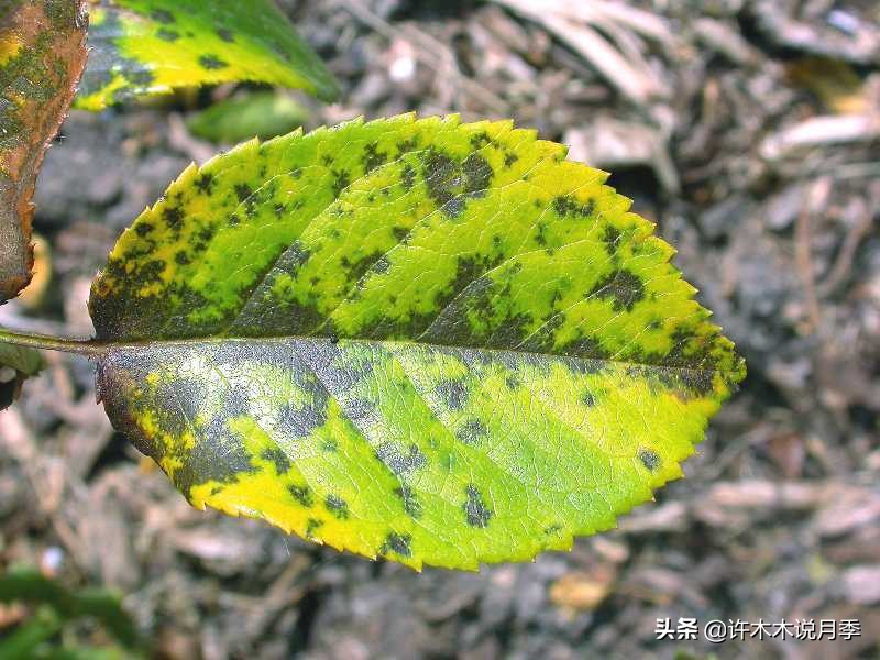月季病害通用药,月季病害的必备药物