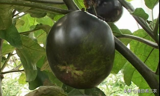 茄子僵果和畸形果是怎么造成的,茄子裂果是怎么回事该如何防治