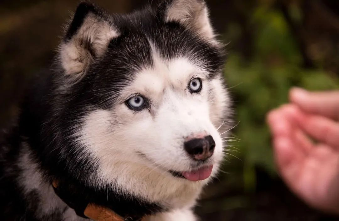 三阳哈士奇优缺点,哈士奇优缺点有哪些