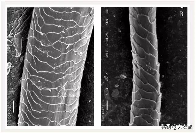 别傻乎乎分不清“羊绒大衣”和“双面呢大衣”,为什么差别10倍?