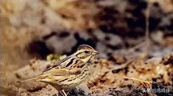 看图识鸟图片及答案,看图识鸟软件哪个好用