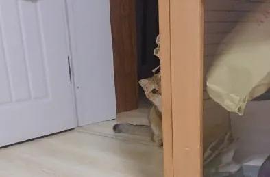 猫咪拉肚子吃蒙脱石散用量,猫咪绝育后拉肚子怎么回事