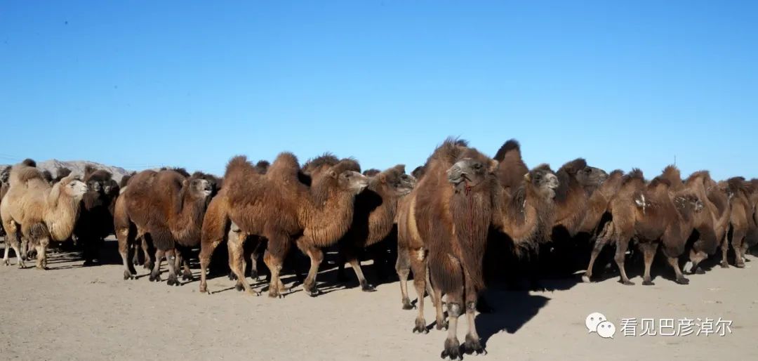 戈壁红驼，乌拉特草原上的珍珠