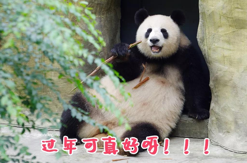 四川熊猫麻将怎么打,打熊猫麻将的诀窍