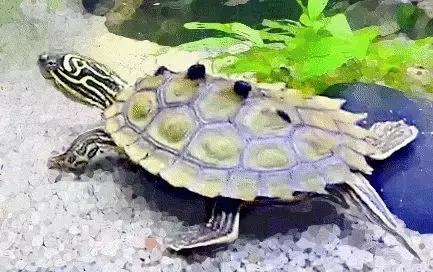 地图龟12cm成年了么,地图龟14到15厘米能生蛋吗