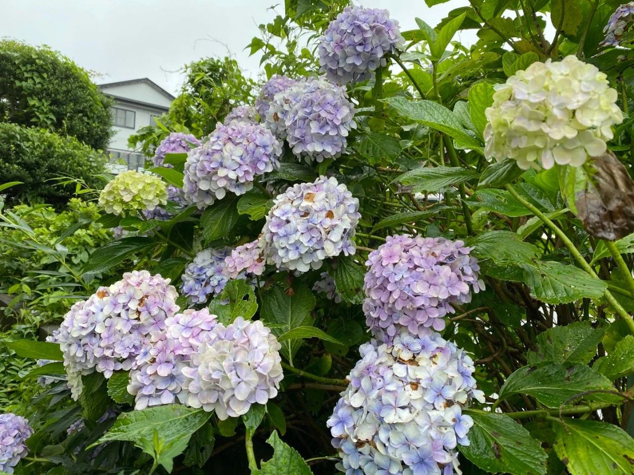 日本箱根最好的民宿,箱根芦之湖一日游