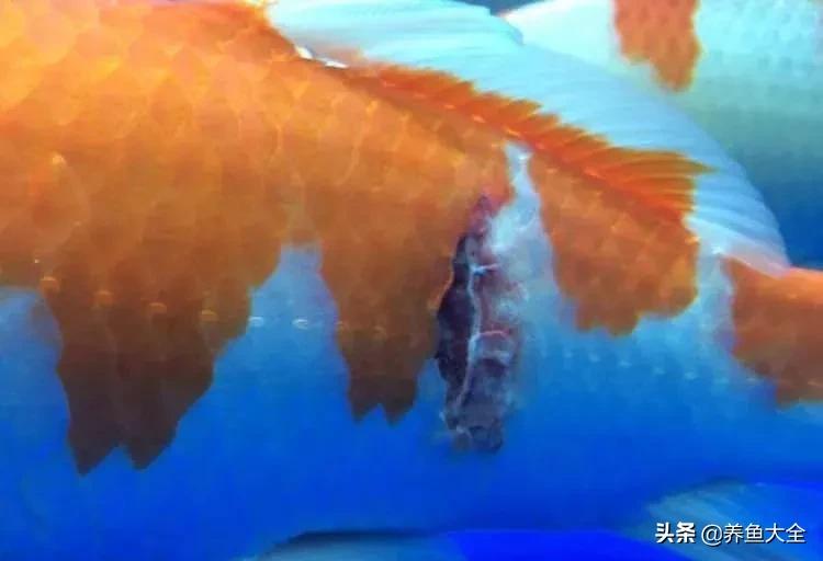 鱼穿孔病用什么药,鱼穿孔病的防治