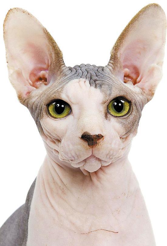 世界上最致命的猫黑足猫,世界十大奇特的猫你见过哪一种