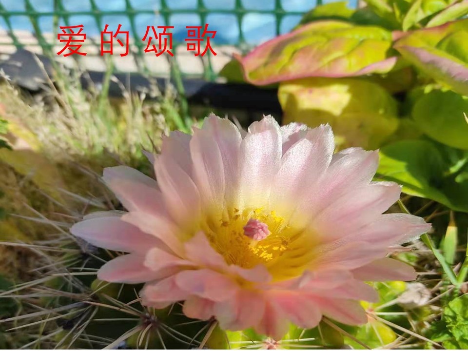 西班牙混血娃见证小伙伴疫情中美丽而坎坷的爱情