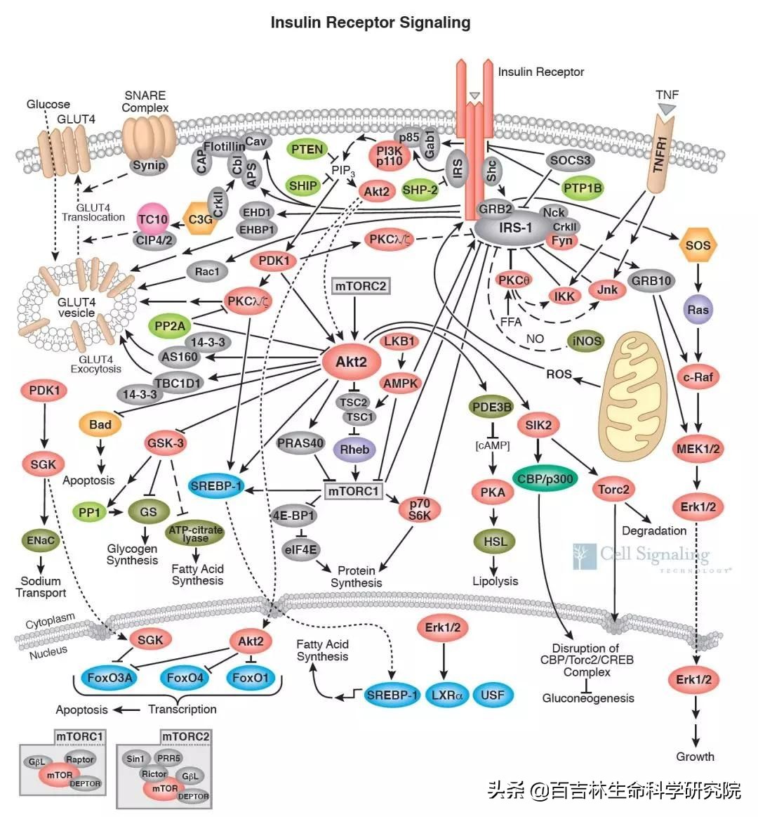 代谢通路与信号通路关联分析,细胞内代谢通路