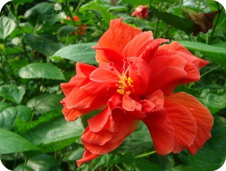 庄稼收成不好怎么办,庄稼常年收成不好