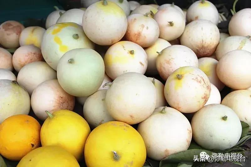 弥勒千亩西瓜熟了!黄心瓜、红心瓜、小香瓜…你喜欢哪种?