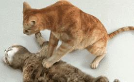 铲屎官要听懂的猫咪求救,铲屎官猫咪的急救信号