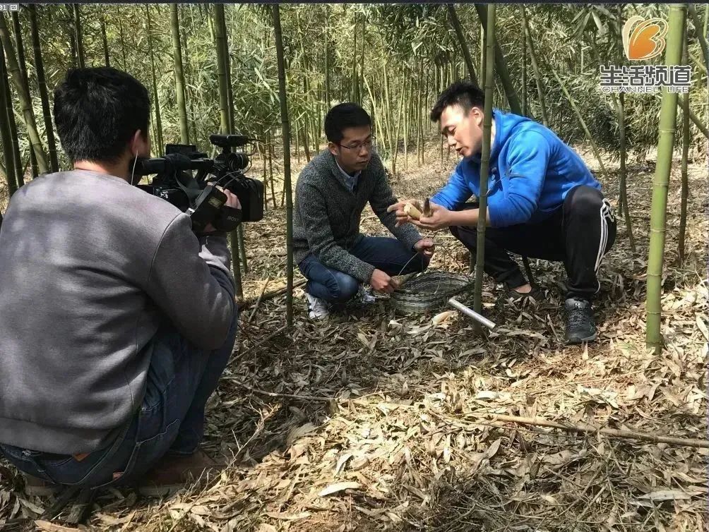 舌尖上的珍味春笋,舌尖上的春笋完整视频