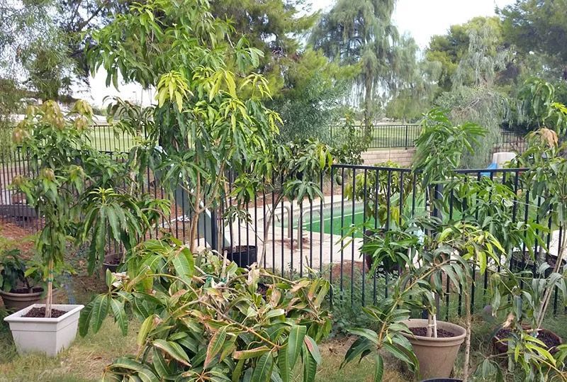 播种的芒果树,芒果树什么时候播种