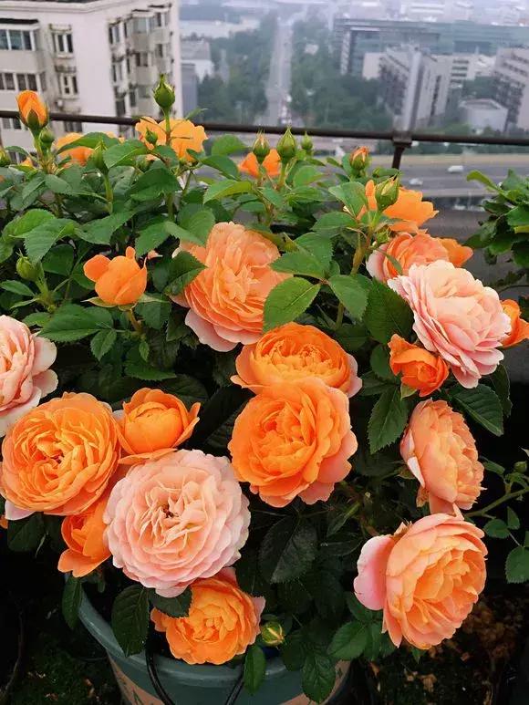 老花匠透露养花秘方,老花匠养花技术视频