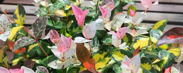 鑺卞彾缁滅煶鐨勫吇娈栨柟娉曞拰娉ㄦ剰浜嬮」,鑺卞彾缁滅煶鐨勫吇娈栨柟娉曞拰娉ㄦ剰浜嬮」鍥剧墖