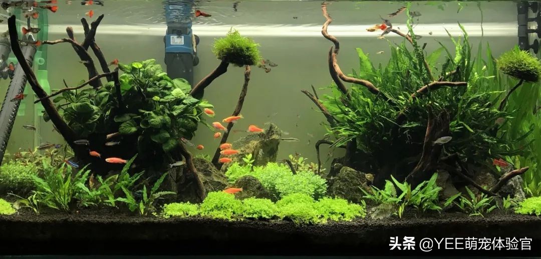 石头上的黑毛藻怎么去除,戊二醛去除黑毛藻用量