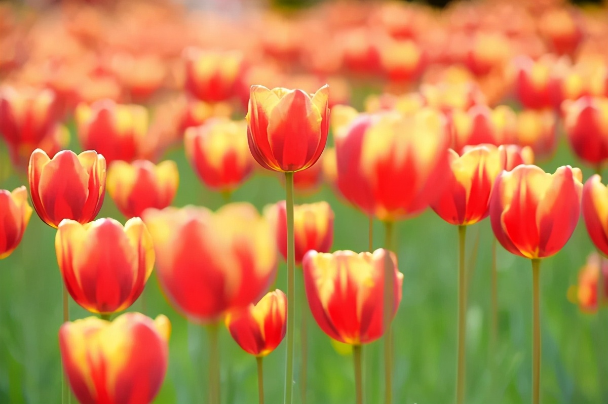 历经双甲子！北京交通大学：创造多项第一，坐拥轨道交通领域“硬核”实力！