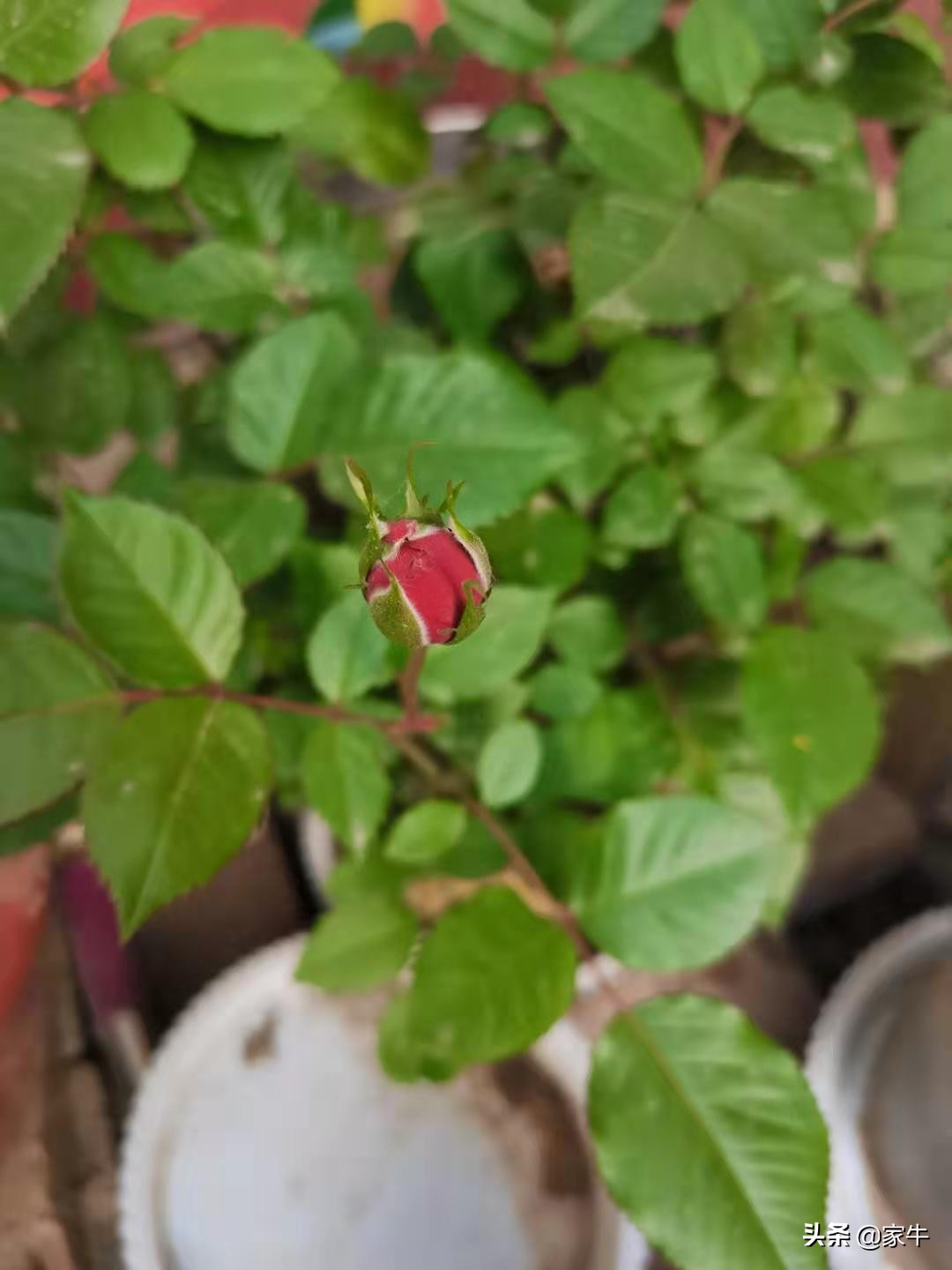 家牛的宠物龟、草金鱼、仙人球日志第389日