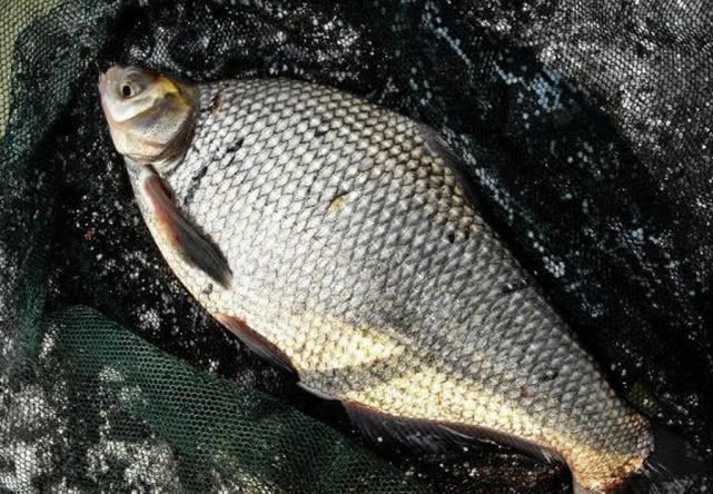 鲜嫩入味的清蒸鱼,肉质紧实的清蒸鱼有哪些