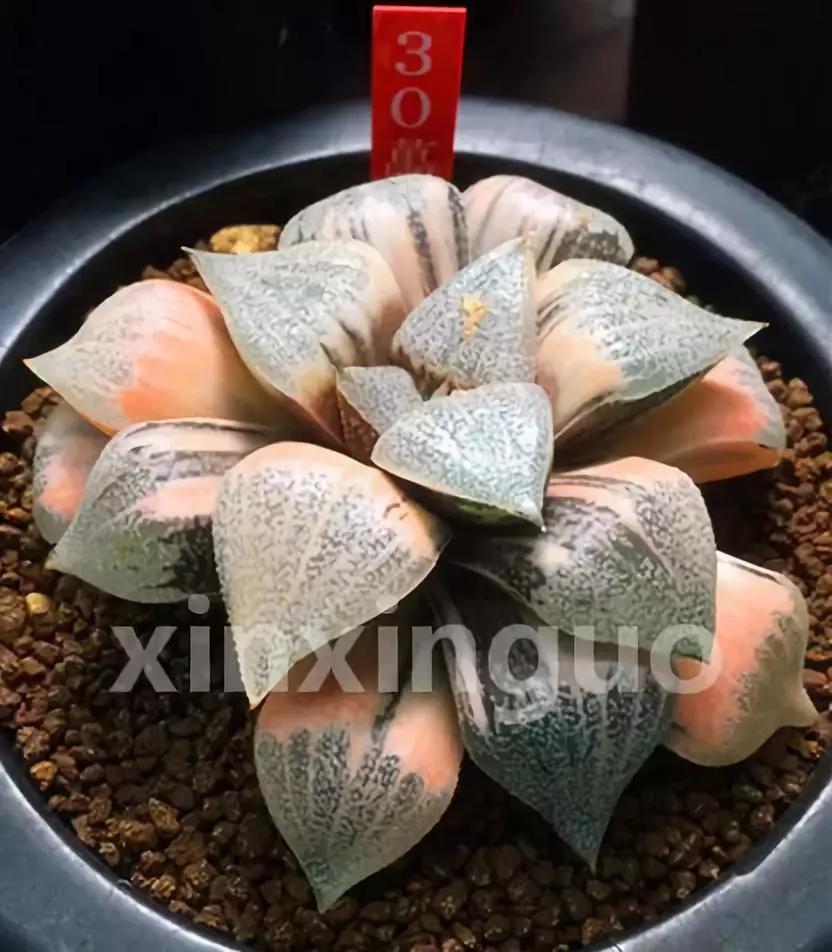 郭氏---台湾行之李瑞斌大棚及布楚礼多肉植物园游记