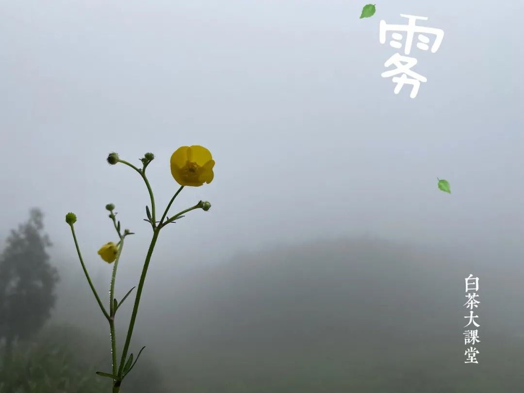 老白茶有霉味是什么原因,老白茶为什么越陈越香