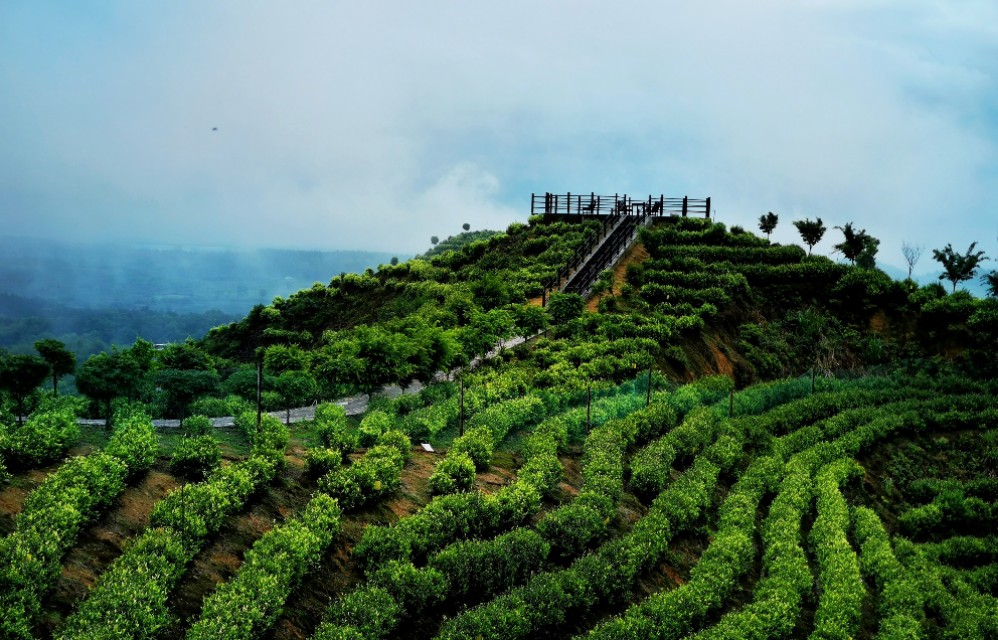 江西靖安最好的茶园,靖安高山白茶茶园