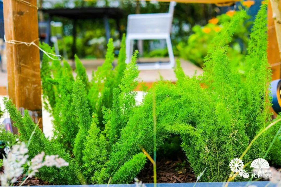 鑺卞洯鐩涘涔愯嚦,鑺卞洯鐩涘瀹屾暣