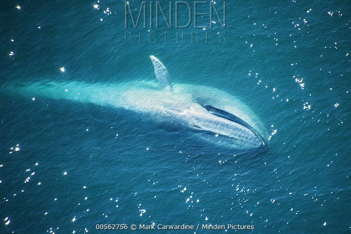 蓝鲸的进化史是什么,脆弱的巨人蓝鲸