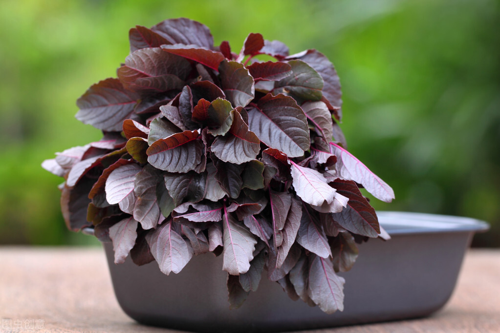 今天才真正了解苋菜，关于它的小知识您了解么？来，看这里